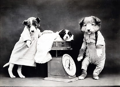 greyscale photography of three puppies thumbnail