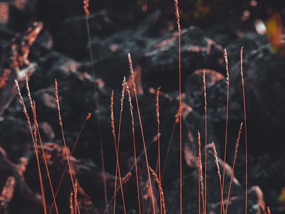 close up photography of brown grass thumbnail