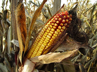 yellow corn thumbnail