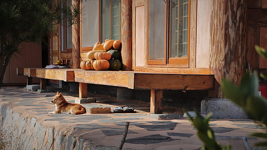 photo of short-coated tan puppy beside a wooden terrace thumbnail