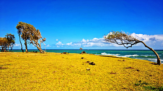 sea waves crashing on shore with nine trees during daytime thumbnail