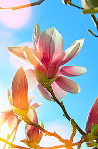 pink and yellow flowers blooming during daytime thumbnail