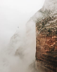 flying bird near cliff surrounded by fogg thumbnail