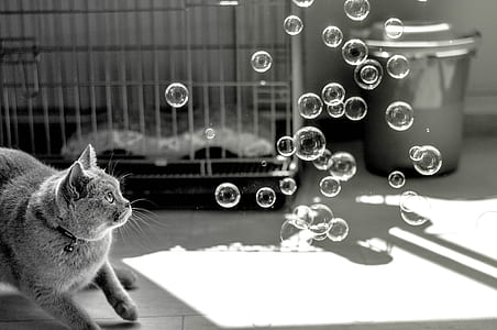 grayscale shot of cat staring at bubbles near cage thumbnail