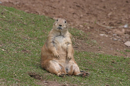 brown beaver sitting on grass thumbnail