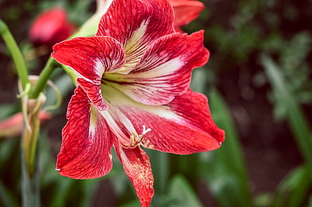 Red 6 Petaled Flower thumbnail