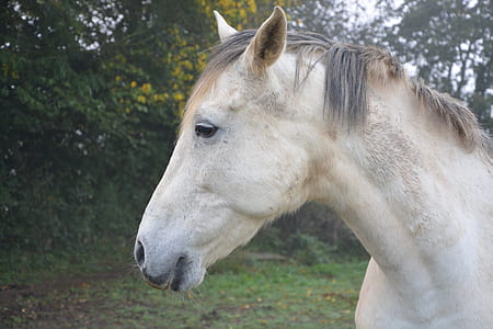 closeup photo of white horse thumbnail