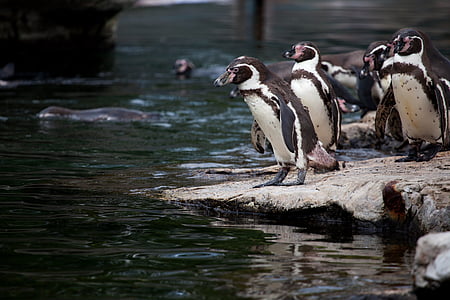white and black penguin near on body of water thumbnail