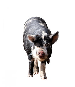back and white pig thumbnail