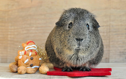 gray guinea pig thumbnail