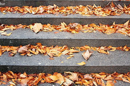 dried leaves on concrete stair thumbnail