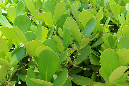 Tropical Plants, Texture Background thumbnail