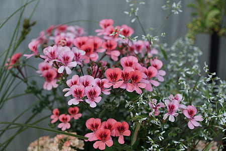 selective focus photography of pink petaled flower thumbnail