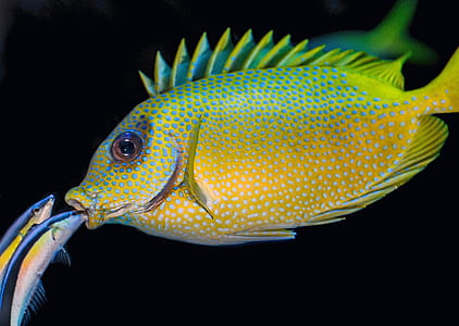 green and yellow fish thumbnail