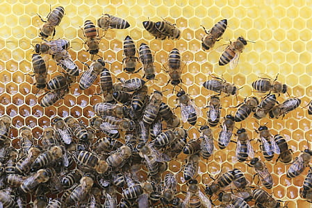 nature, honeycomb, blur, wild thumbnail