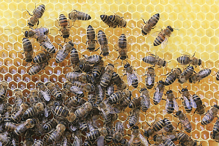 swarm of bees thumbnail