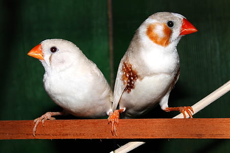 two white birds thumbnail