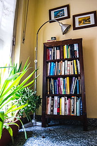 books, lamp, plants, room thumbnail