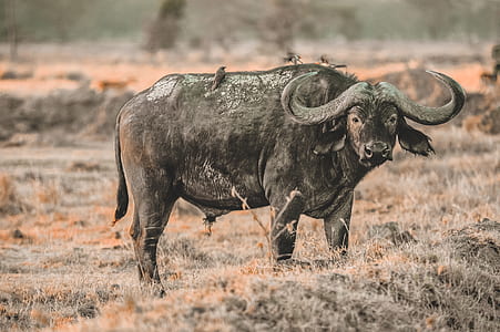 black water buffalo thumbnail