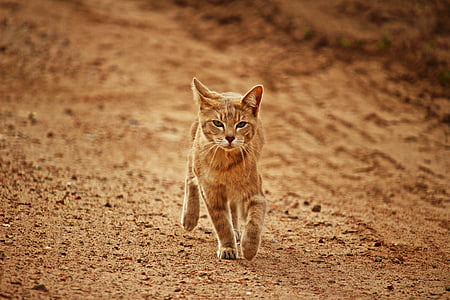 orange Tabby cat thumbnail