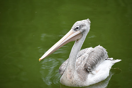 gray and white bird thumbnail