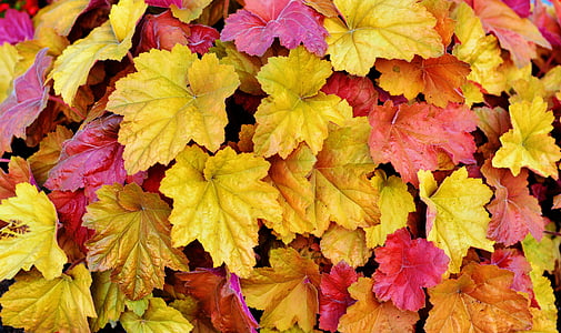 yellow and red maple leaves thumbnail