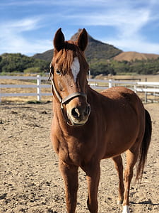brown horse near white fence thumbnail