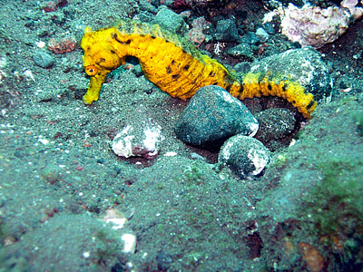 photo of yellow seahorse in underwater thumbnail