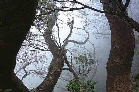 trees in mist thumbnail