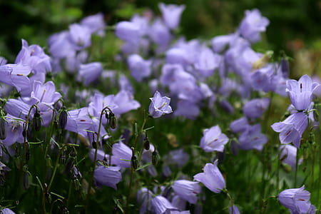 purple bell flowers during daytime shallow focus photography thumbnail