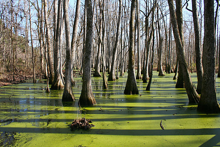 trees on body of water thumbnail