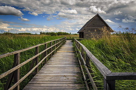 brown wooden plank walkway surrounded by grass thumbnail