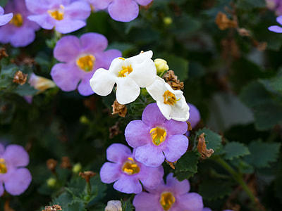macro shot photo of flowers thumbnail