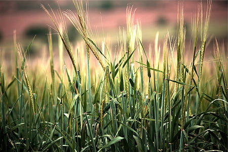 green grain field on macro shot thumbnail
