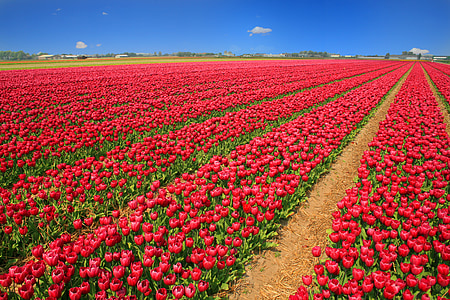 red tulip flower garden thumbnail