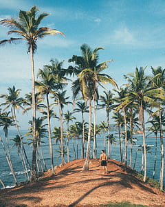 coconut trees thumbnail