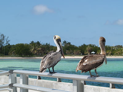 two brown pelicans perching on rail thumbnail