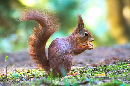 selective focus photography of squirrel on grass thumbnail
