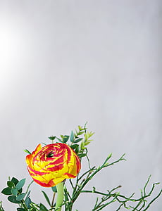 red and yellow petaled flower near white wall thumbnail