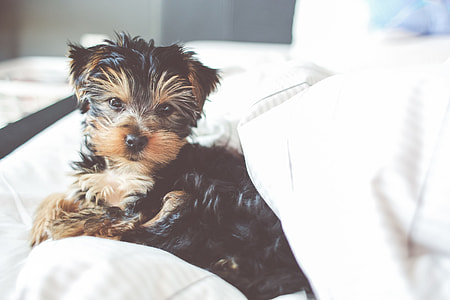 Little Jessie in a Bed thumbnail