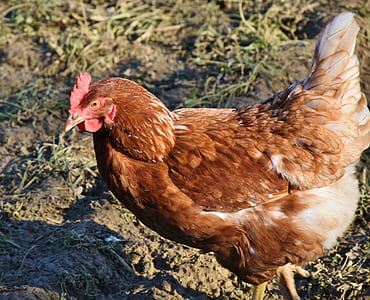 brown hen on ground thumbnail