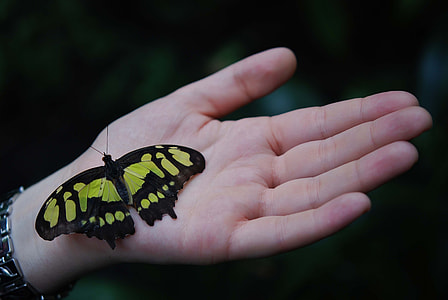 black and yellow butterfly on persons hand thumbnail
