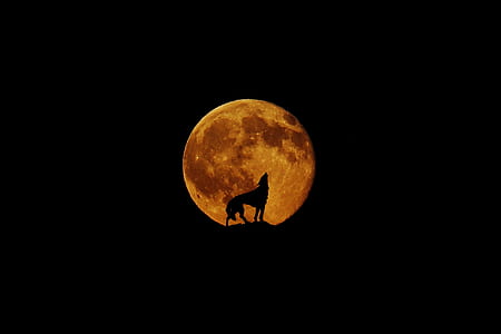 silhouette of wolf during red moon thumbnail