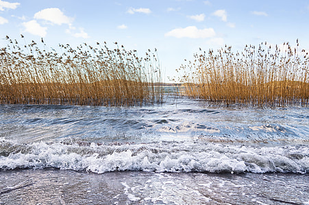 brown plants on shoreline under whit and blue sky thumbnail