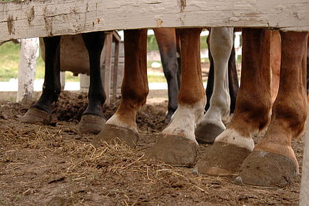 closeup photo of brown and white horse foots thumbnail