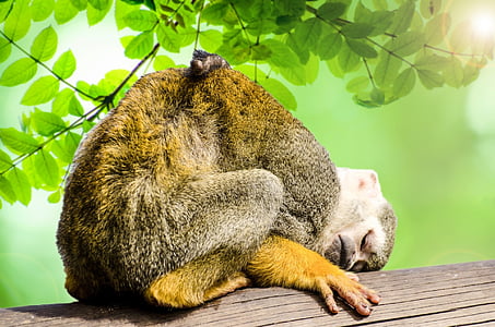brown monkey thumbnail