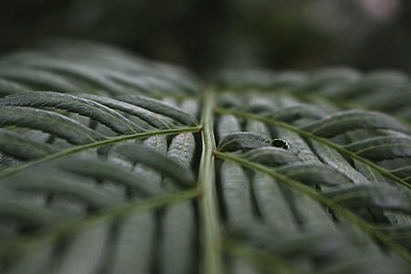 green leafed plant thumbnail