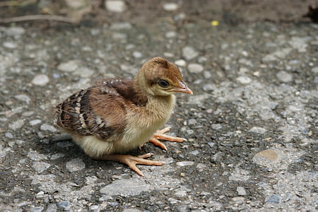 brown sparrow chick thumbnail