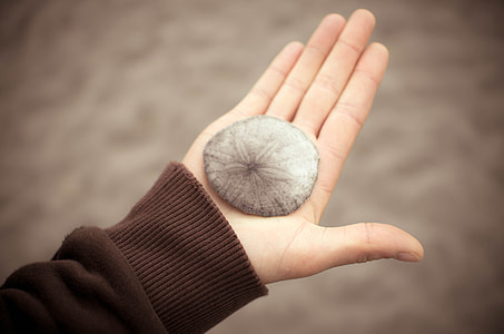 human's holding gray sea shell thumbnail