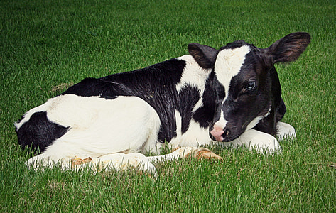 black and white cow lying on grassy land thumbnail